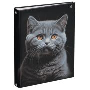 Тетрадь на кольцах А5, 160л., BG «Кот», глянцевая ламинация